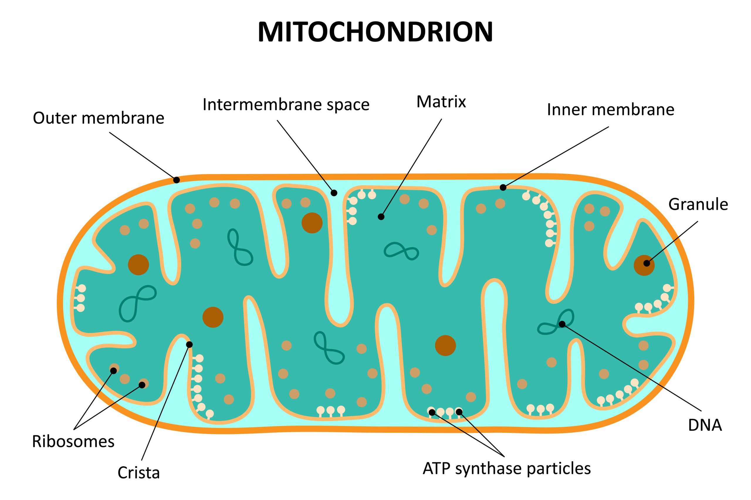 The structure of mitochondrion. Diagram. Mitochondrien